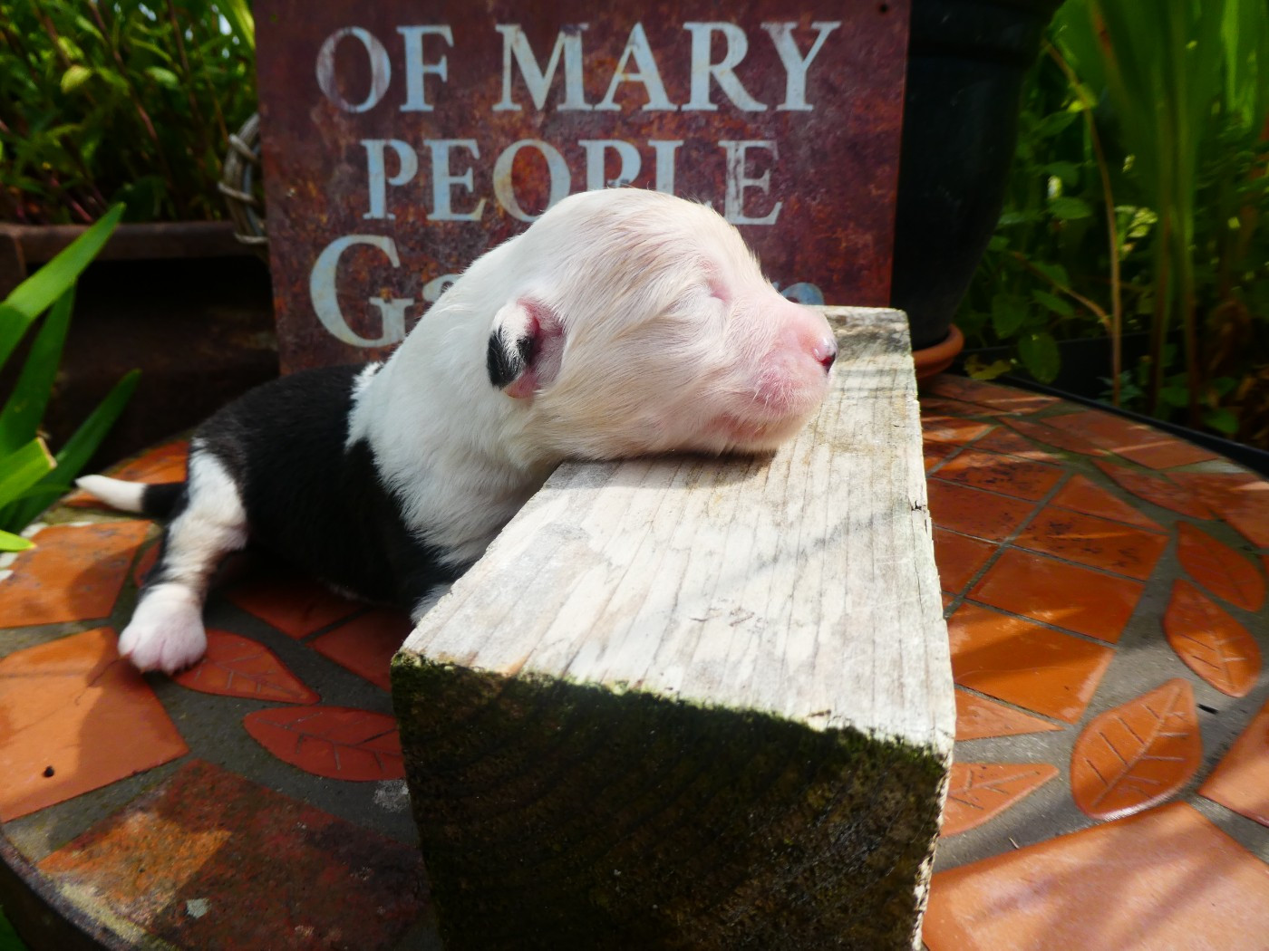 of Mary People - Chiots disponibles - Bobtail