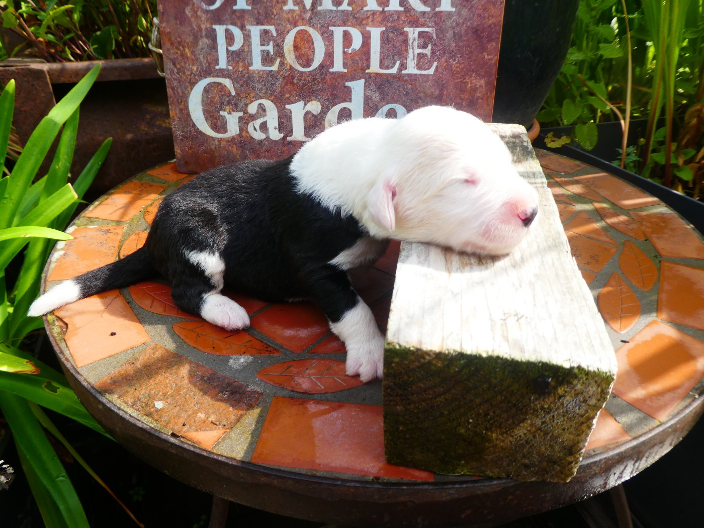 of Mary People - Chiots disponibles - Bobtail