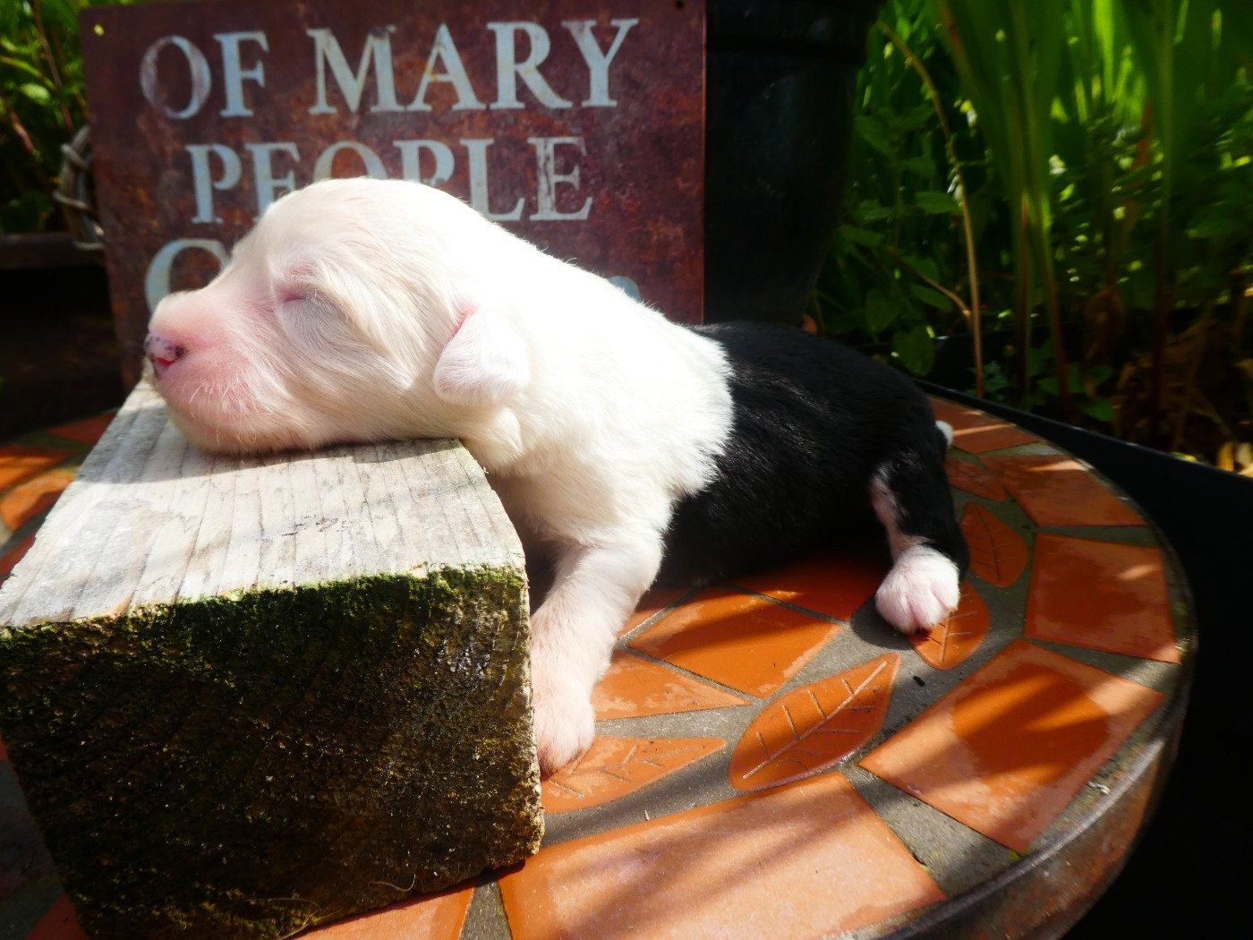 of Mary People - Chiots disponibles - Bobtail