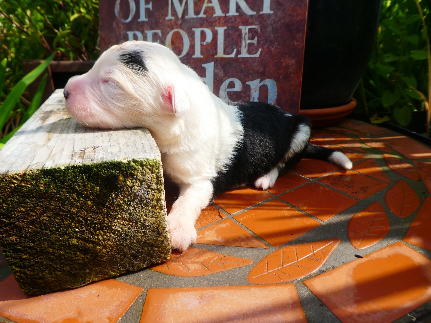 of Mary People - Chiots disponibles - Bobtail