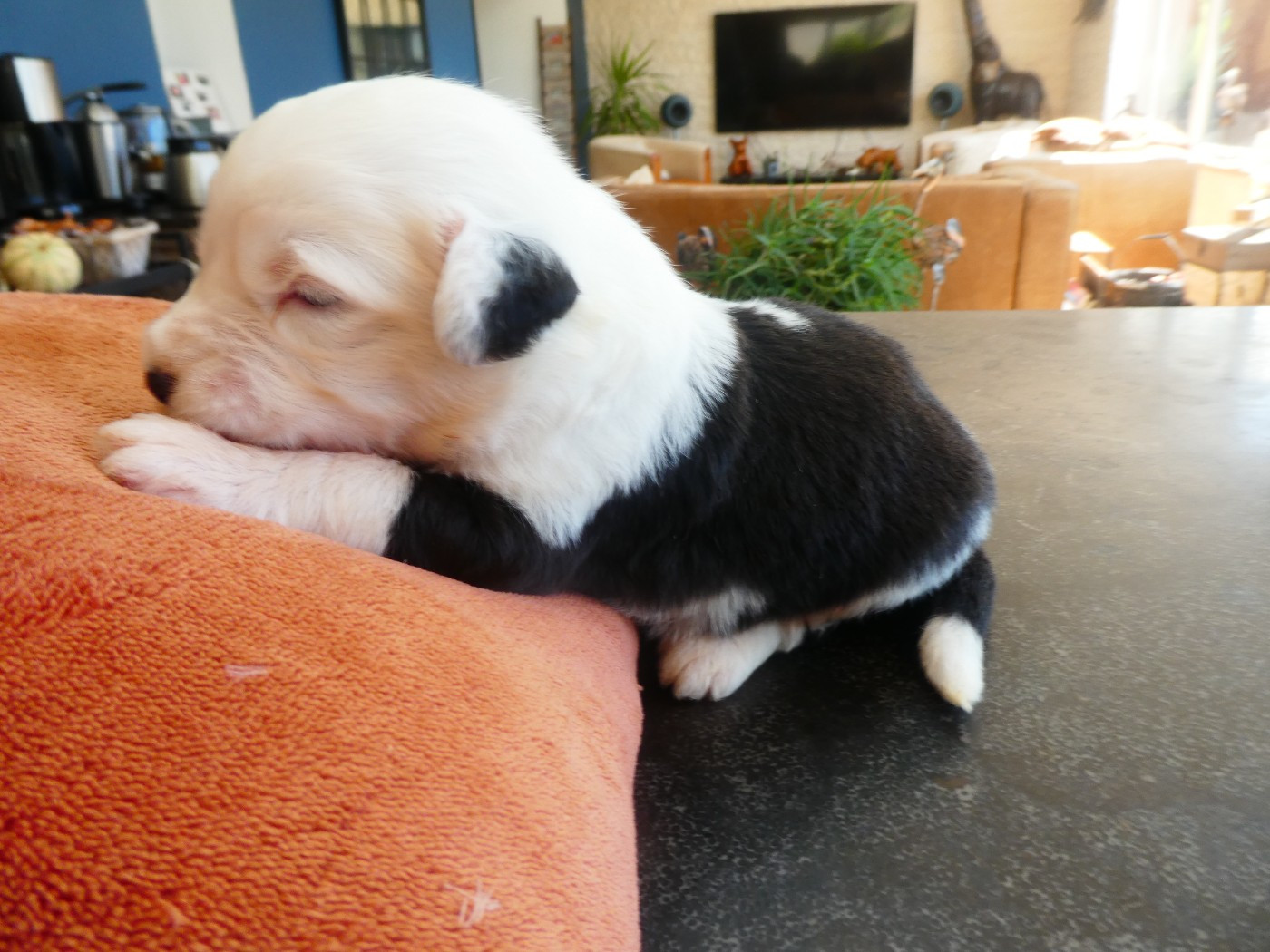 of Mary People - Chiots disponibles - Bobtail