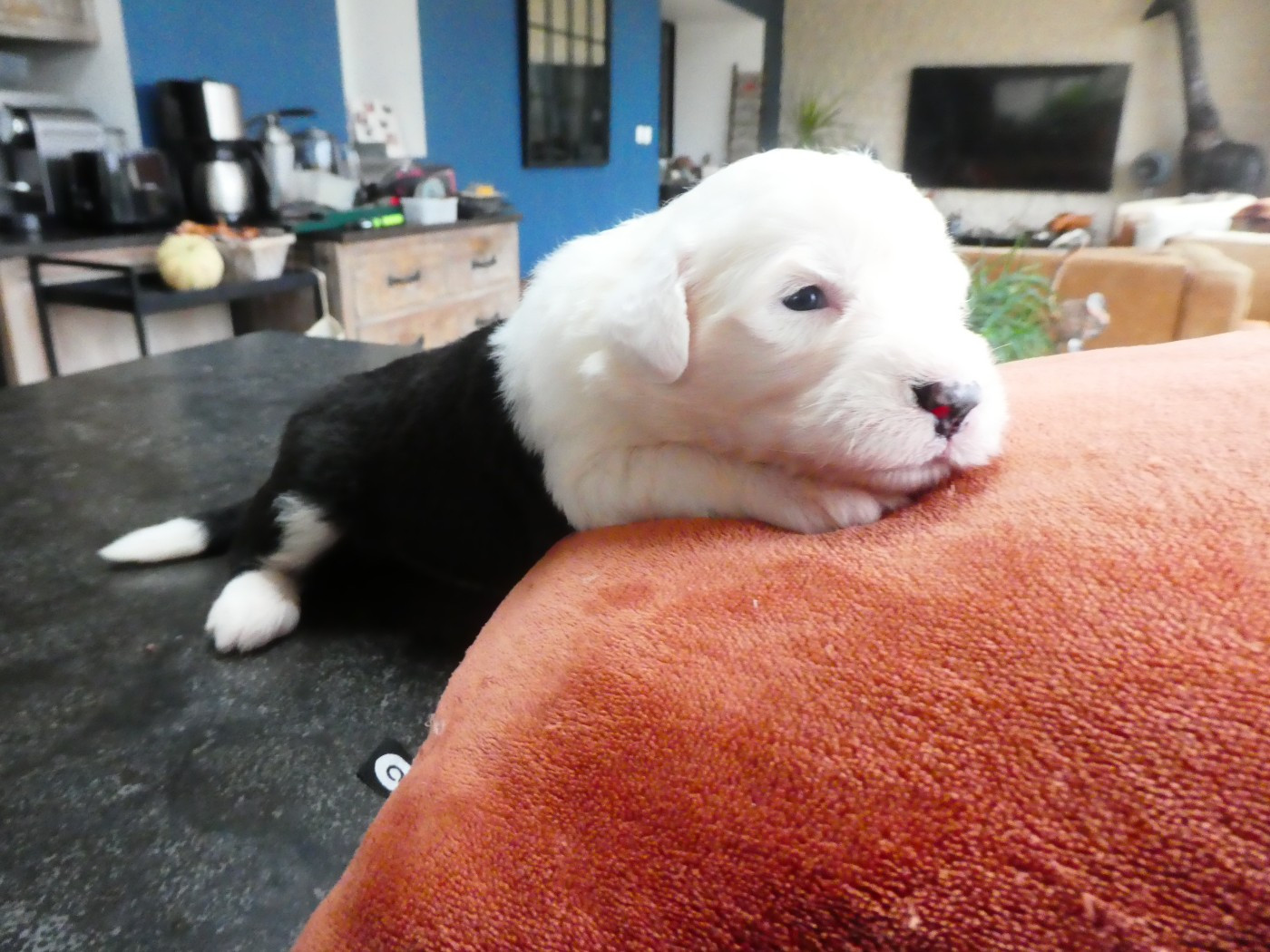 of Mary People - Chiots disponibles - Bobtail