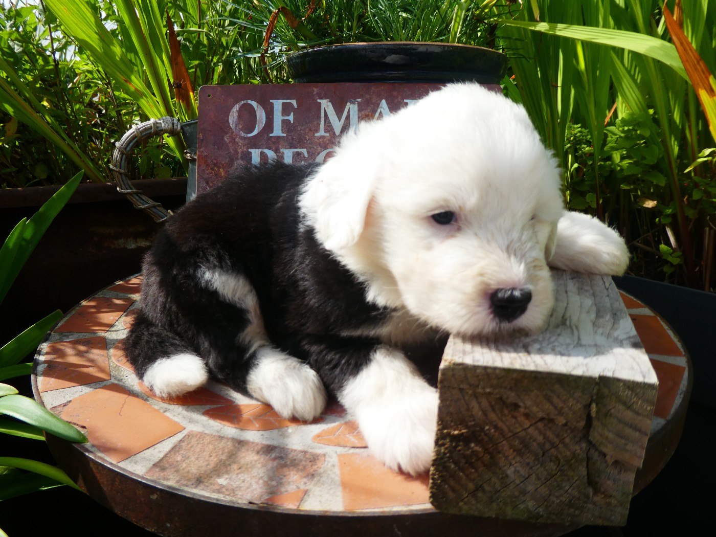 of Mary People - Chiots disponibles - Bobtail