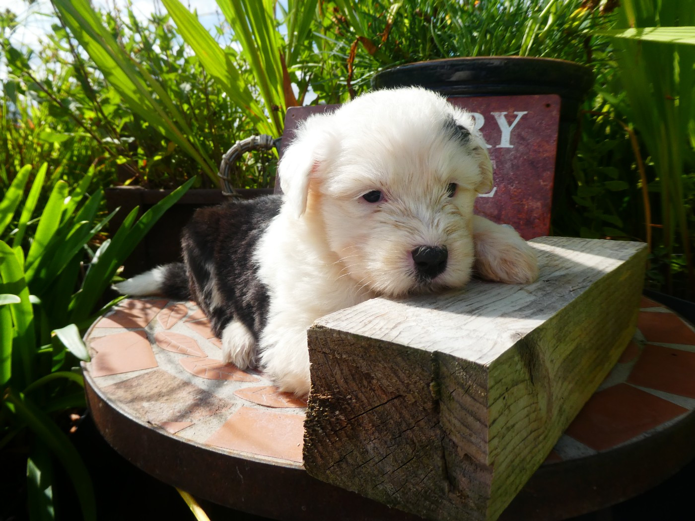 of Mary People - Chiots disponibles - Bobtail