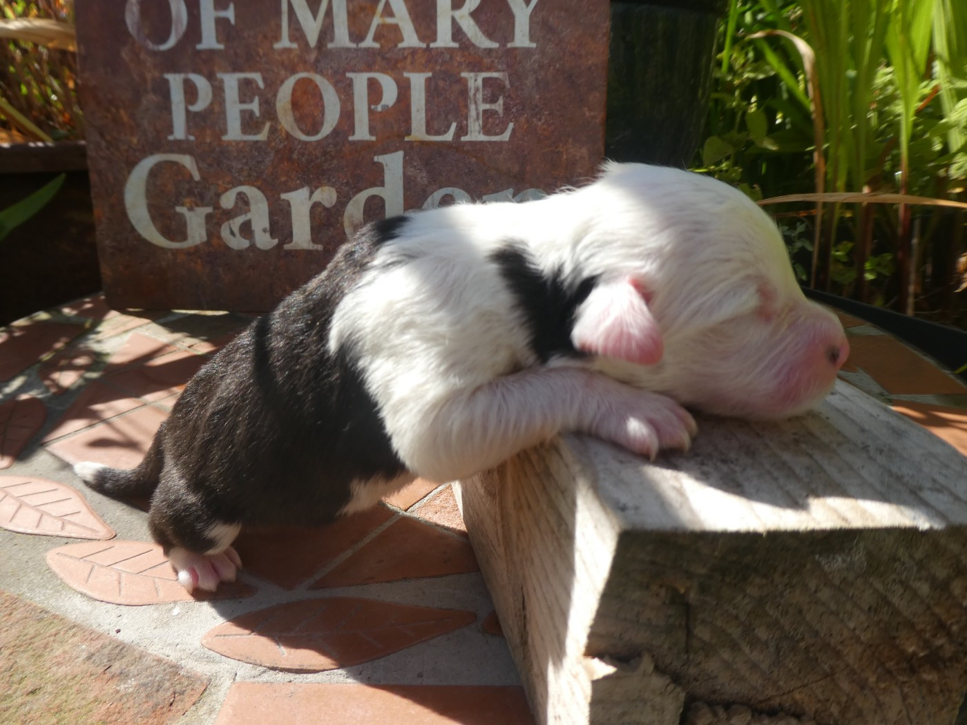 of Mary People - Chiots disponibles - Bobtail