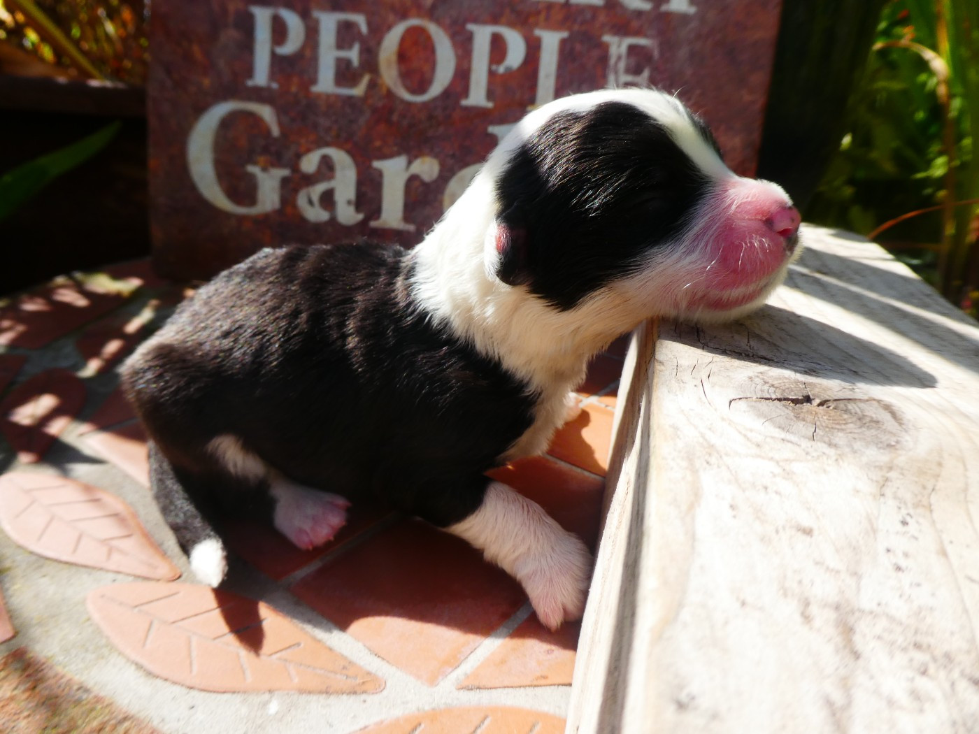 of Mary People - Chiots disponibles - Bobtail