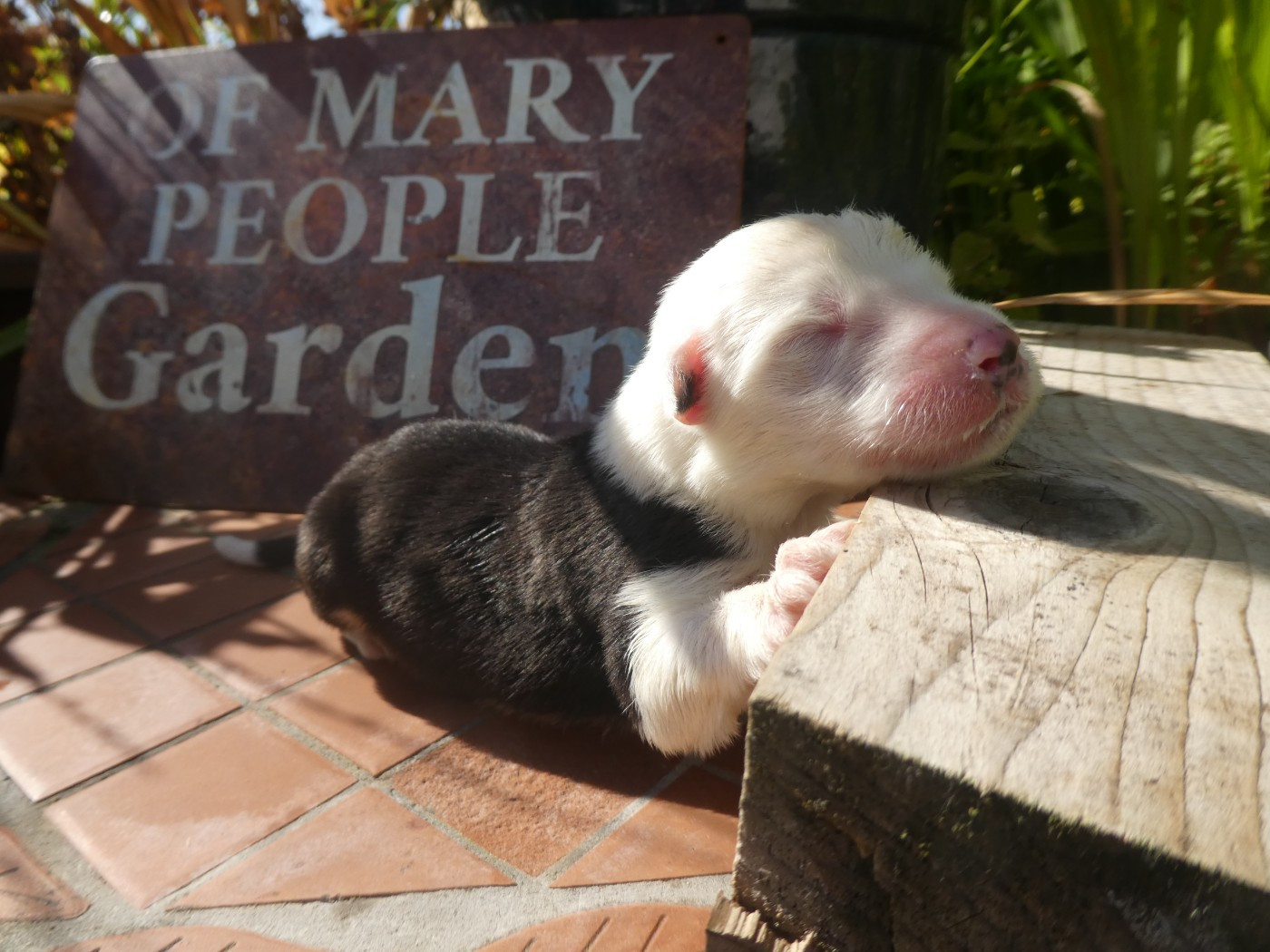 of Mary People - Chiots disponibles - Bobtail