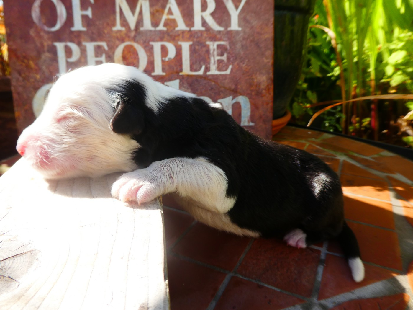 of Mary People - Chiots disponibles - Bobtail