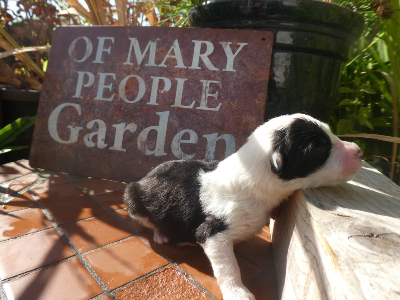 of Mary People - Chiots disponibles - Bobtail
