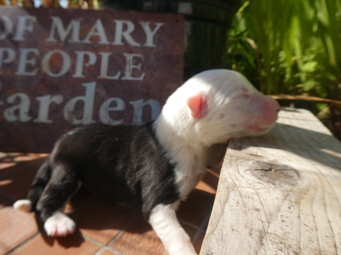 of Mary People - Chiots disponibles - Bobtail