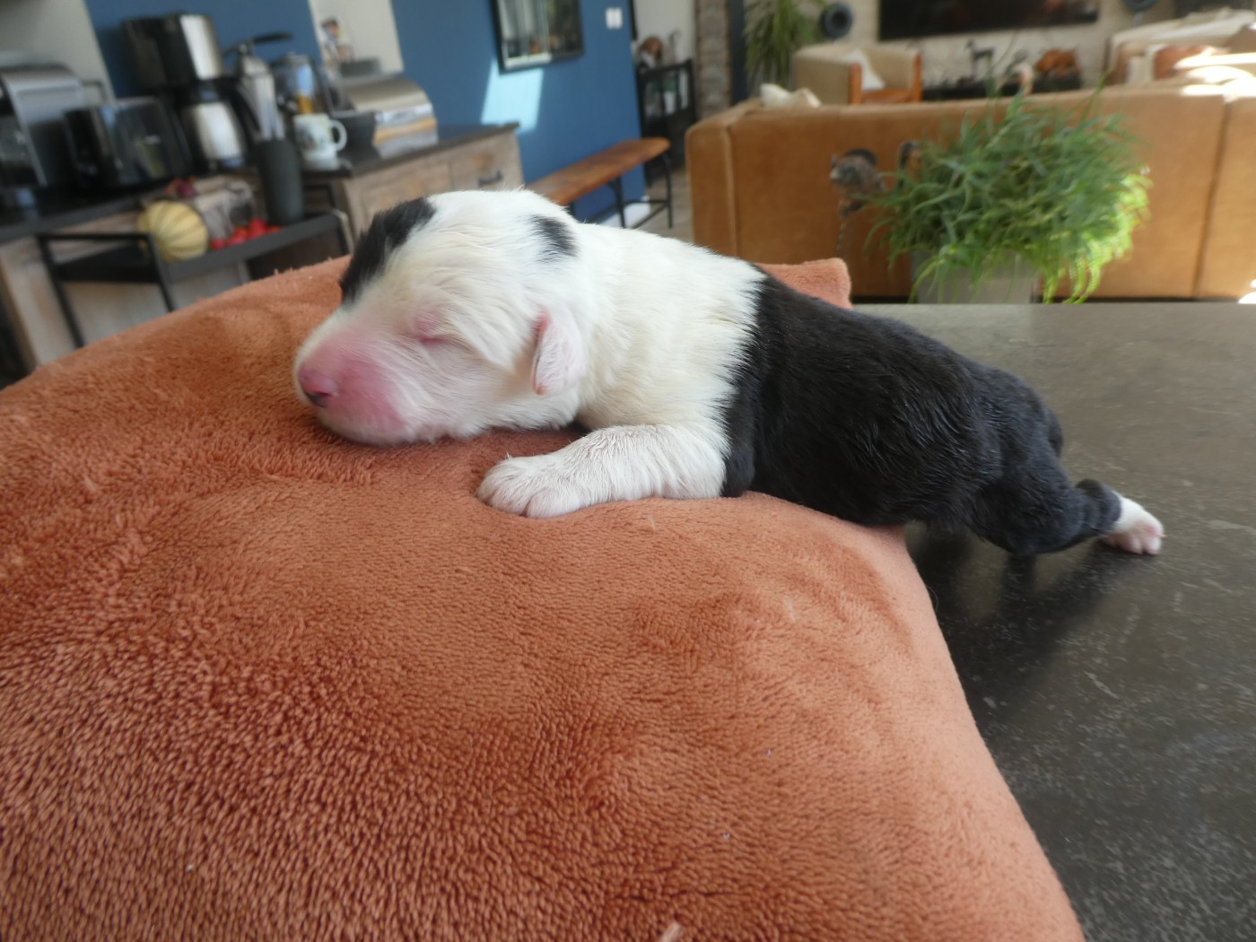 of Mary People - Chiots disponibles - Bobtail