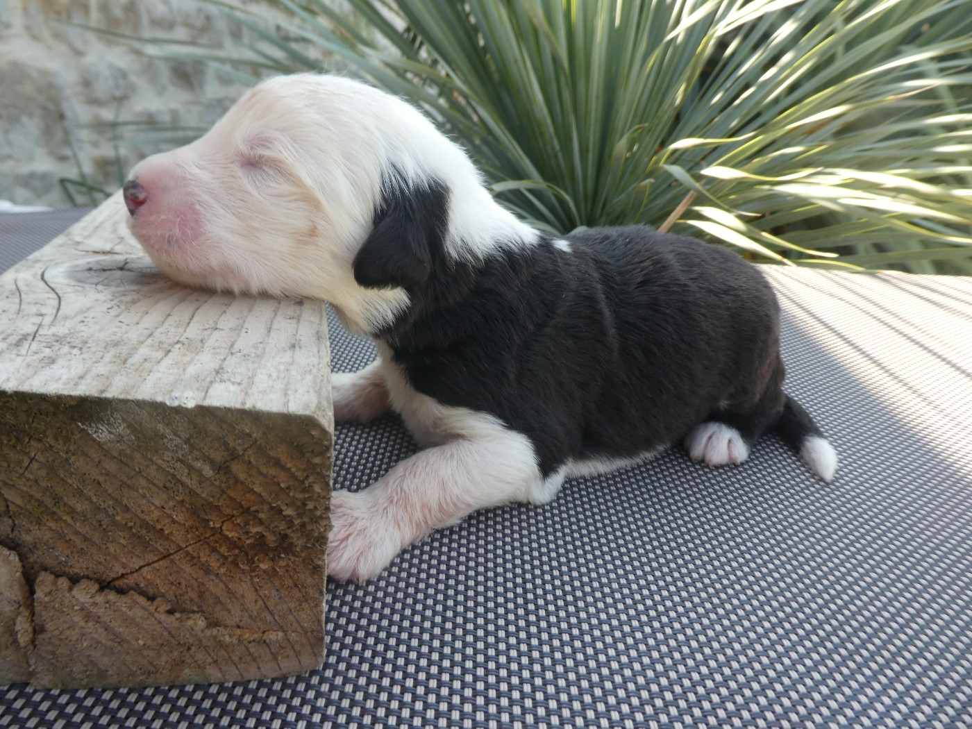 of Mary People - Chiots disponibles - Bobtail