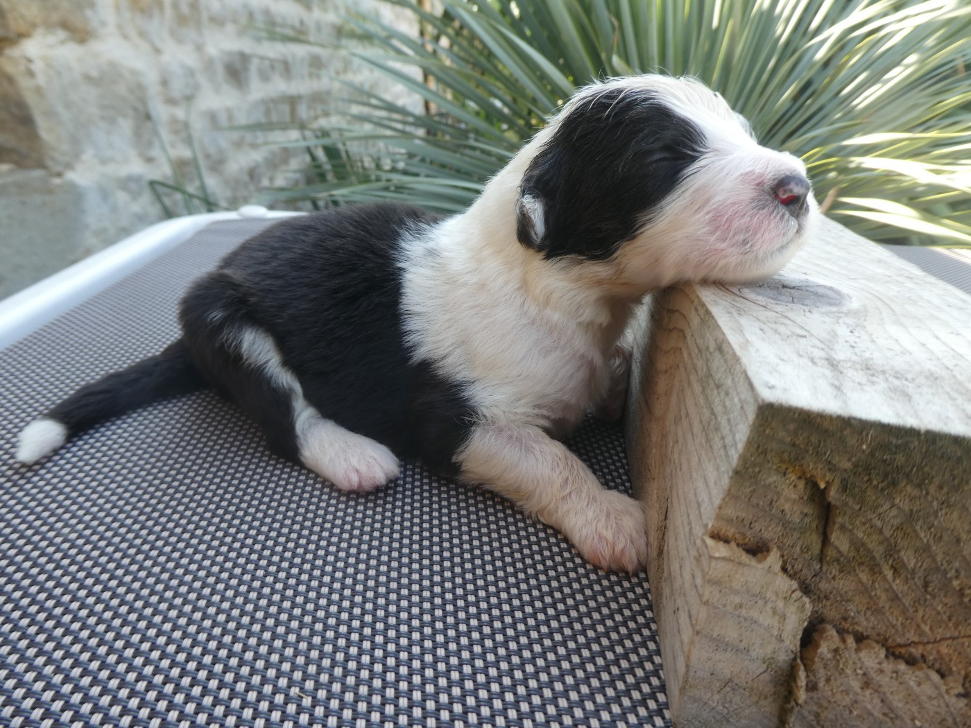 of Mary People - Chiots disponibles - Bobtail