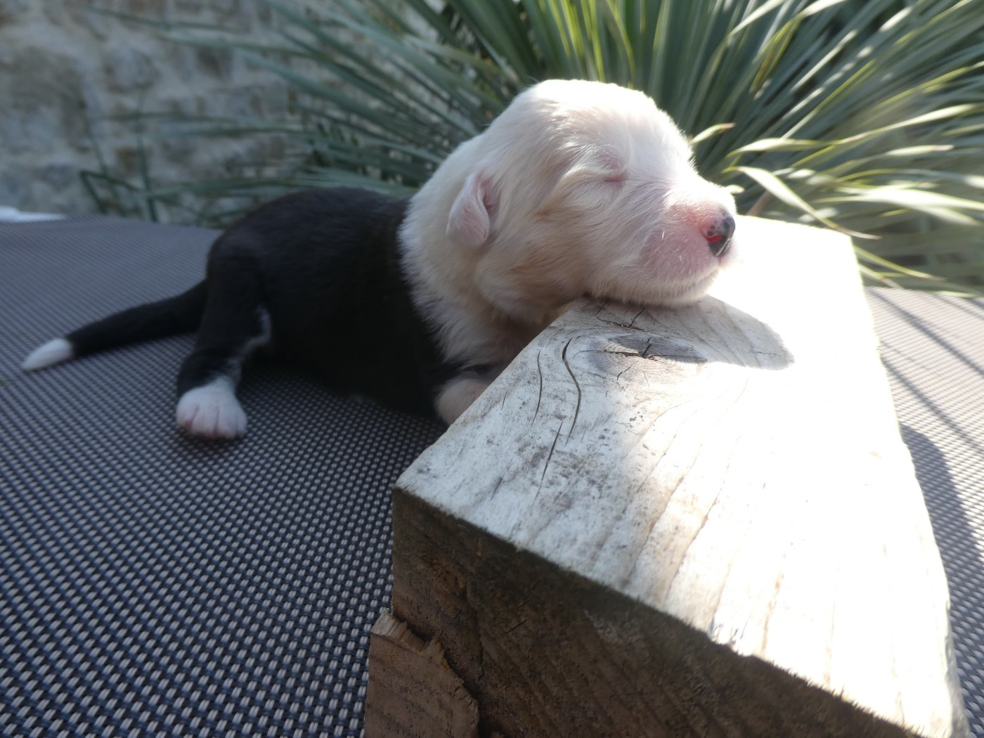 of Mary People - Chiots disponibles - Bobtail