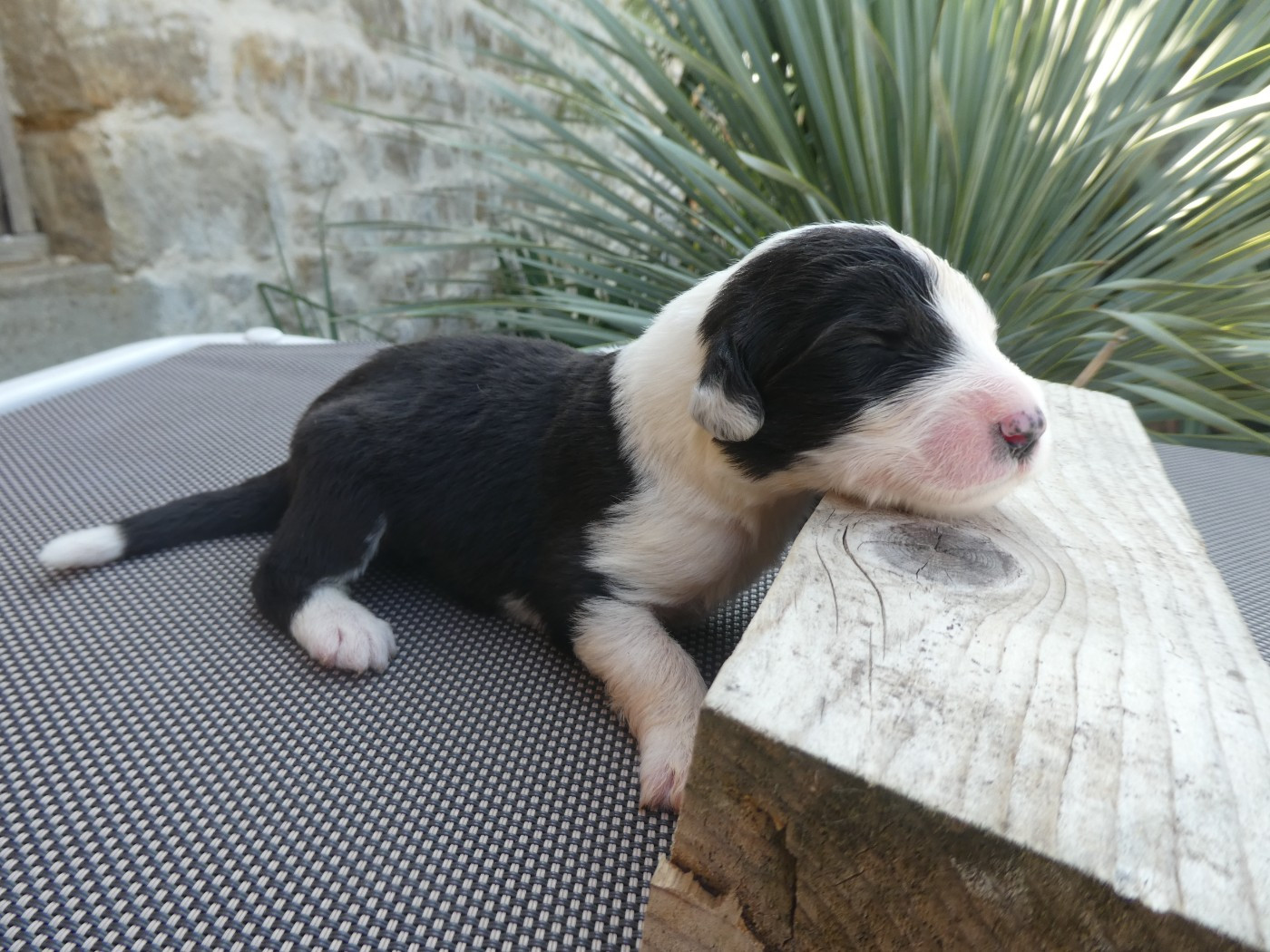 of Mary People - Chiots disponibles - Bobtail