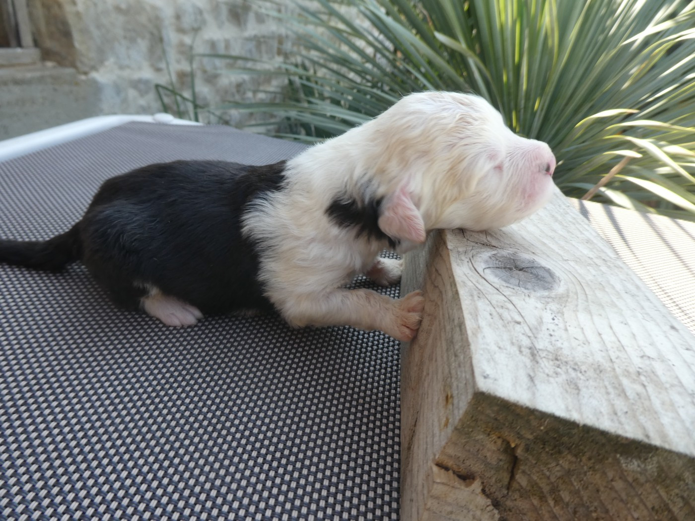 of Mary People - Chiots disponibles - Bobtail