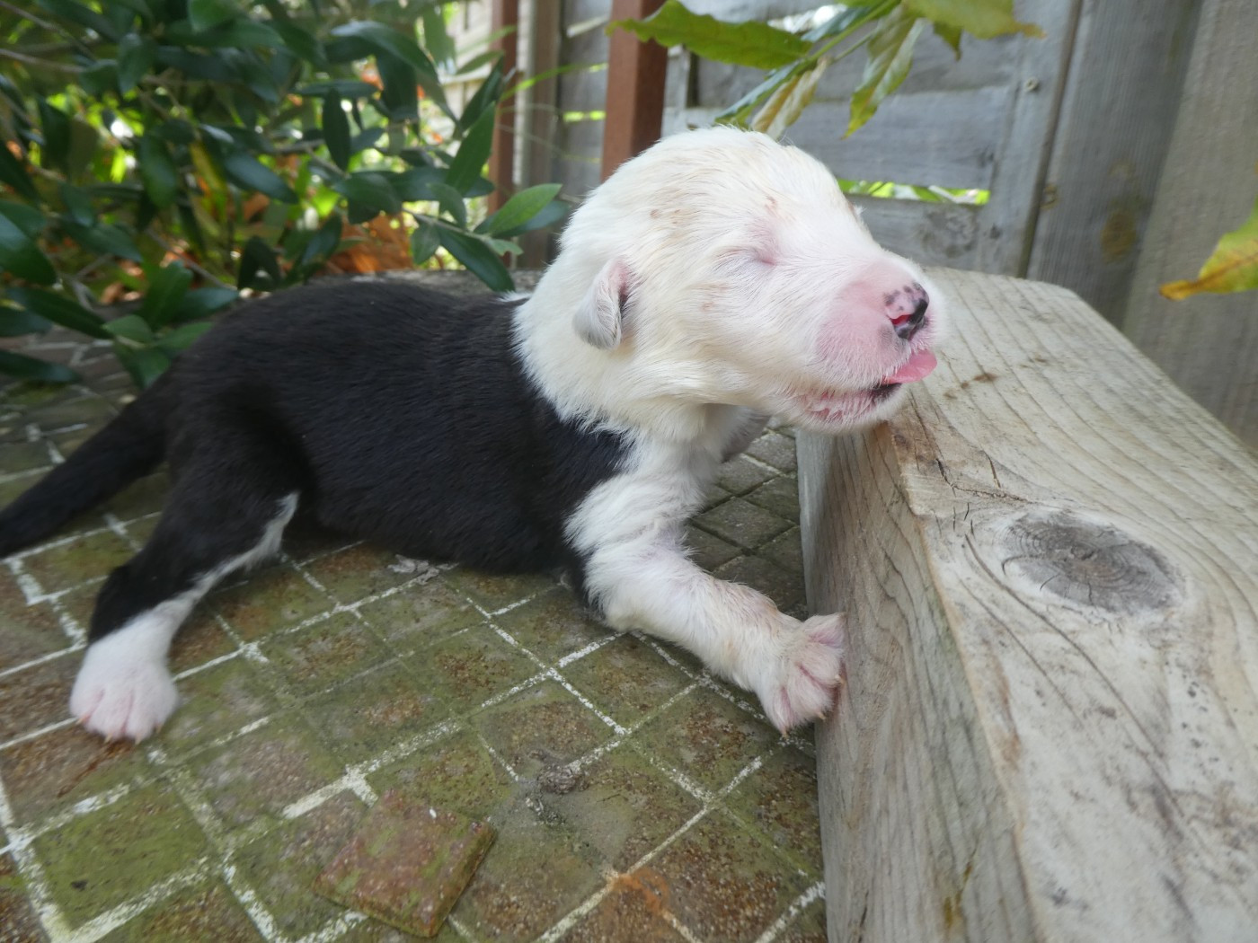 of Mary People - Chiots disponibles - Bobtail