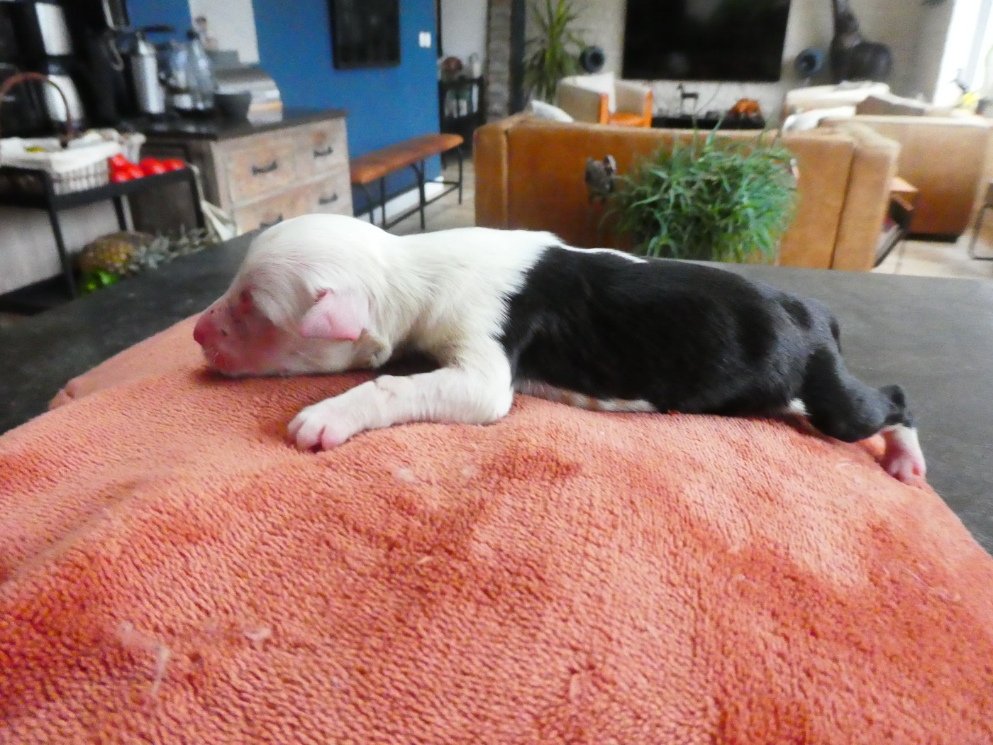 of Mary People - Chiots disponibles - Bobtail