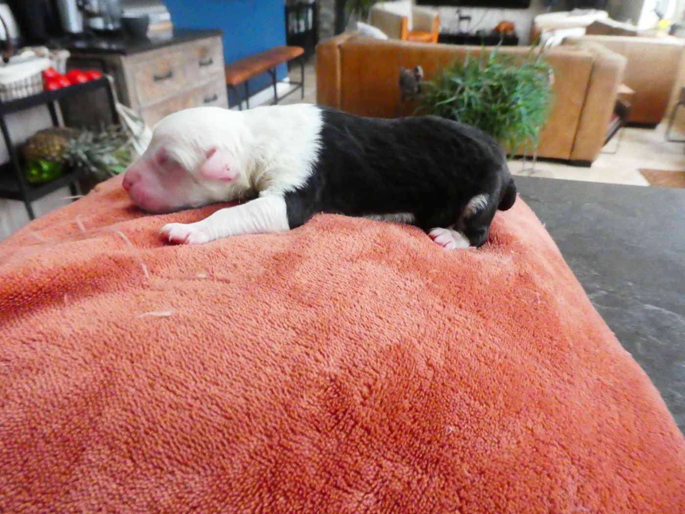 of Mary People - Chiots disponibles - Bobtail