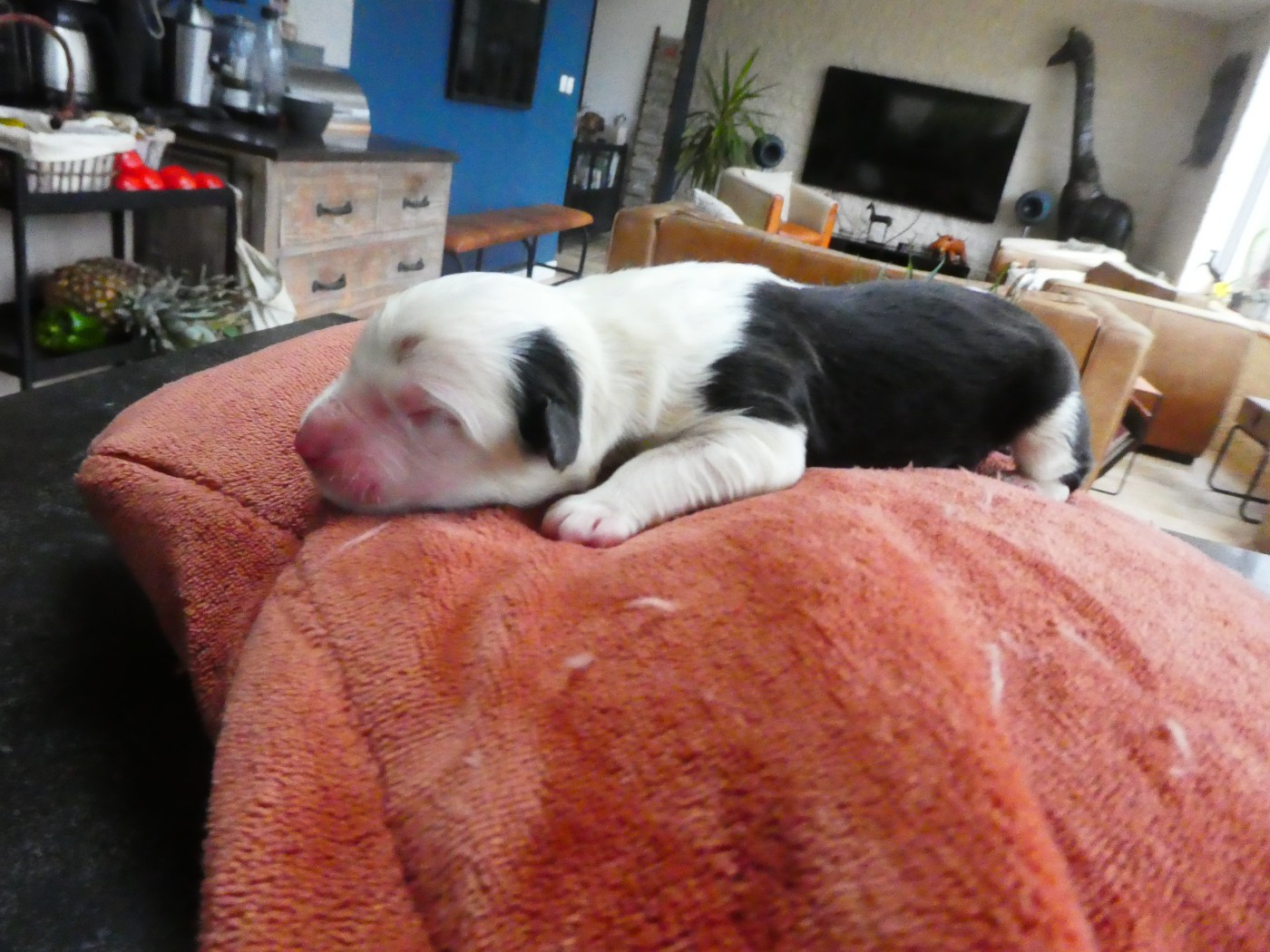 of Mary People - Chiots disponibles - Bobtail