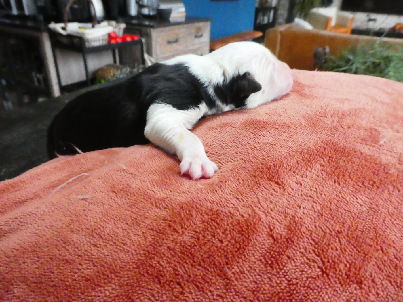 of Mary People - Chiots disponibles - Bobtail