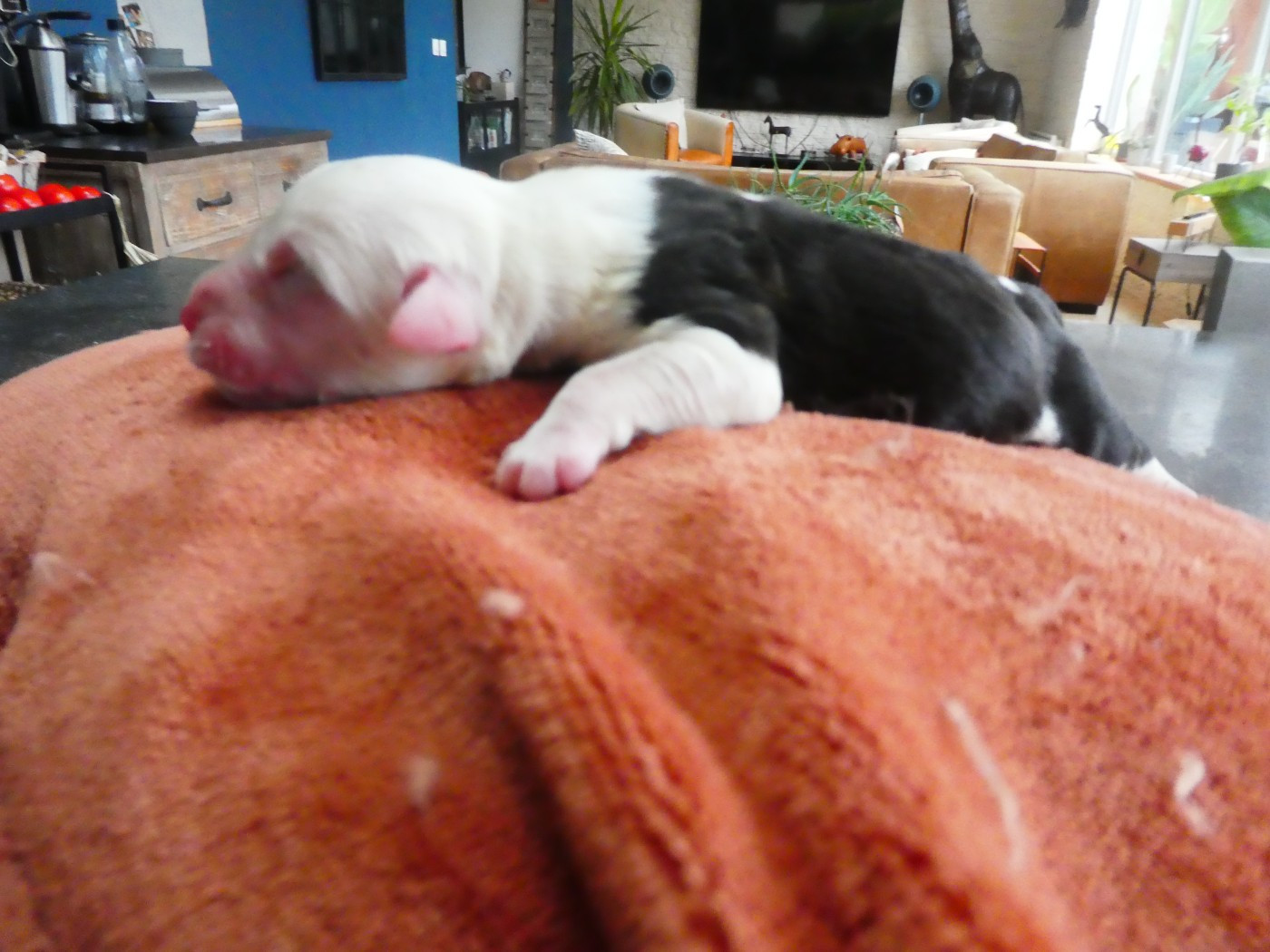 of Mary People - Chiots disponibles - Bobtail