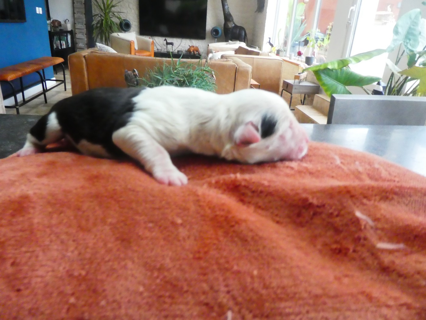 of Mary People - Chiots disponibles - Bobtail