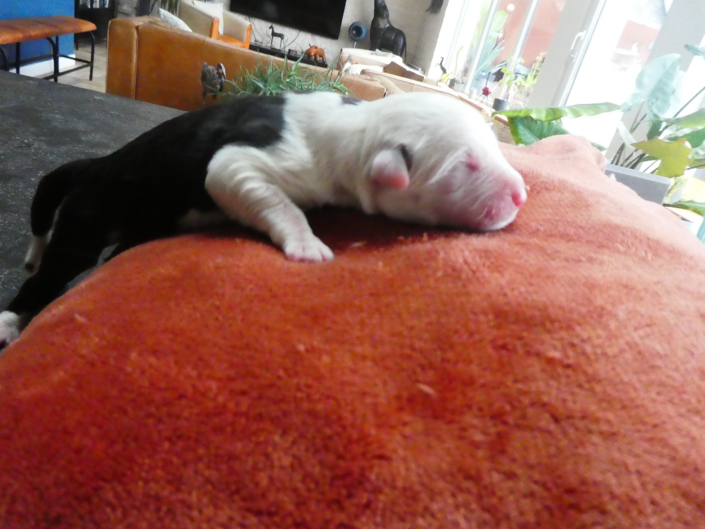 of Mary People - Chiots disponibles - Bobtail
