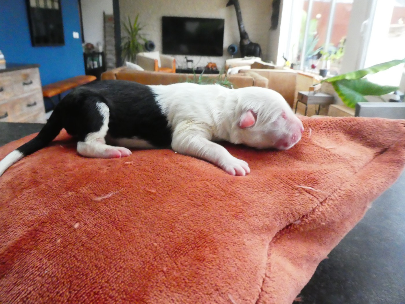 of Mary People - Chiots disponibles - Bobtail