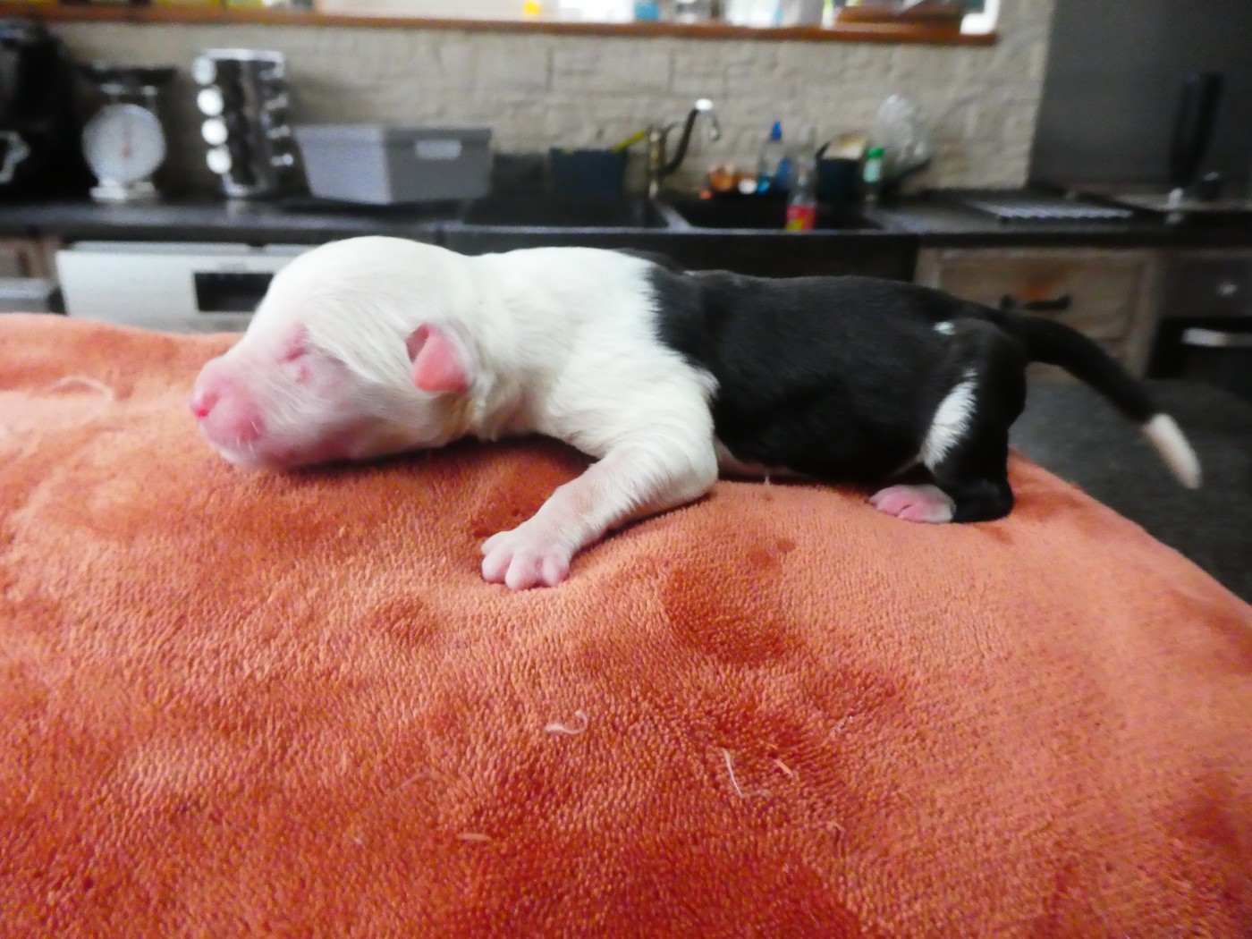 of Mary People - Chiots disponibles - Bobtail