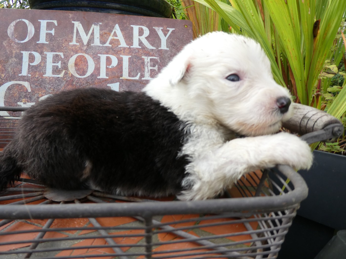 of Mary People - Chiots disponibles - Bobtail