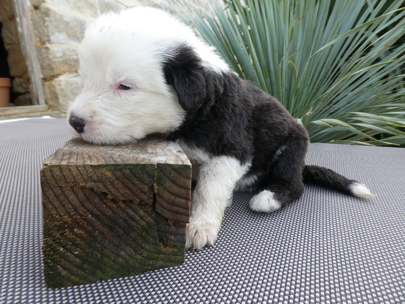 of Mary People - Chiots disponibles - Bobtail
