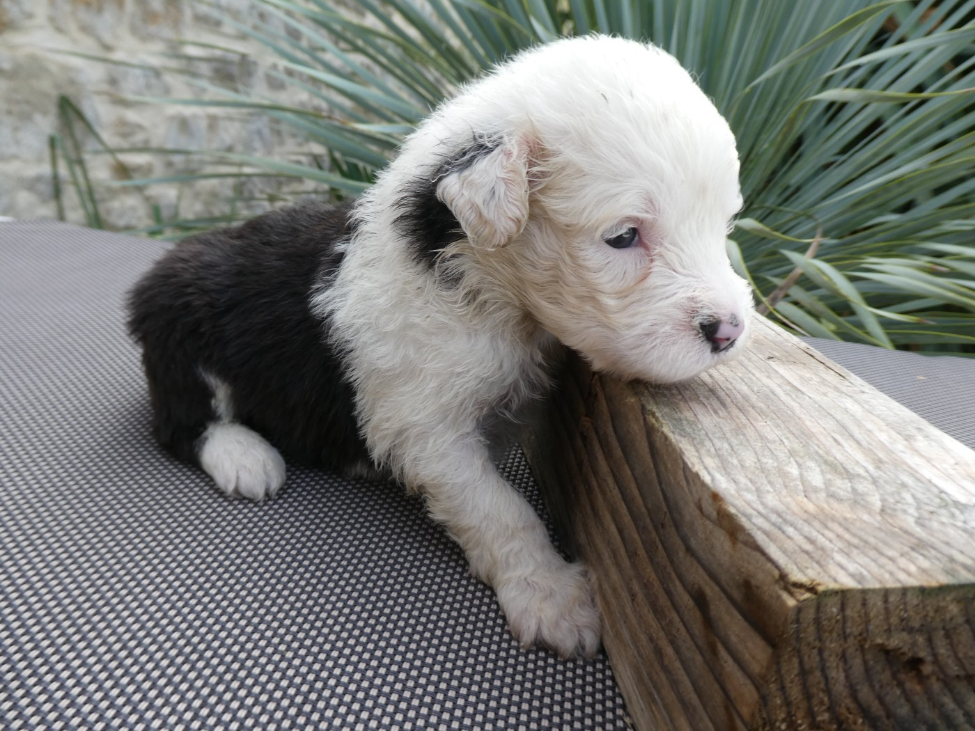 of Mary People - Chiots disponibles - Bobtail