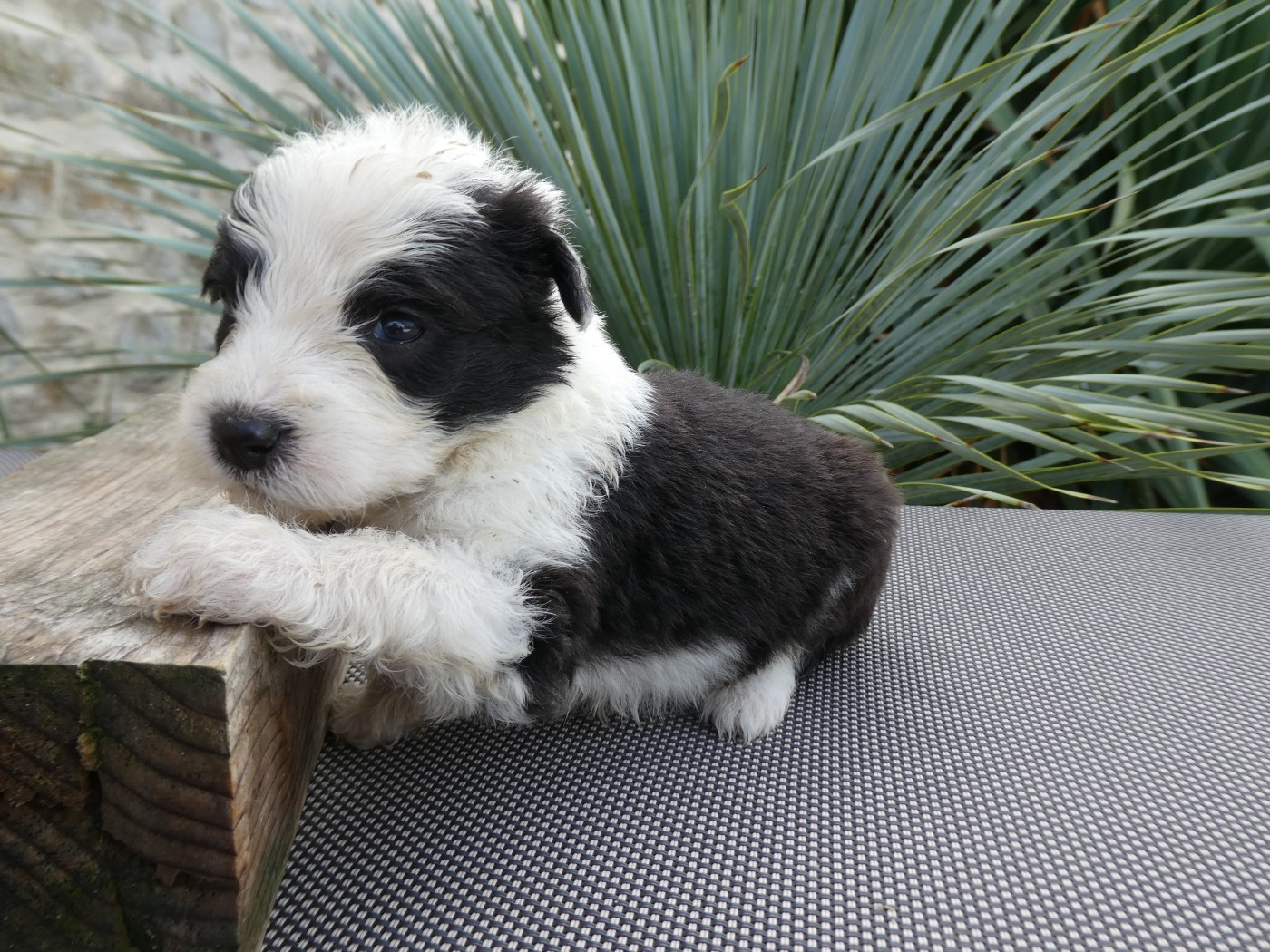 of Mary People - Chiots disponibles - Bobtail
