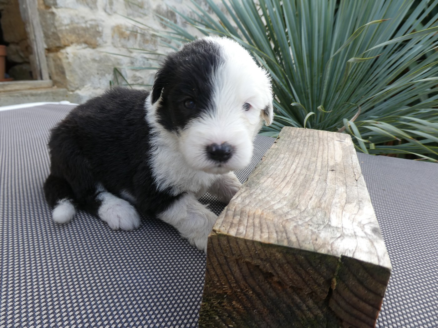 of Mary People - Chiots disponibles - Bobtail
