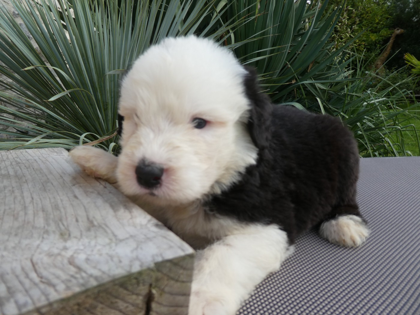 of Mary People - Chiots disponibles - Bobtail