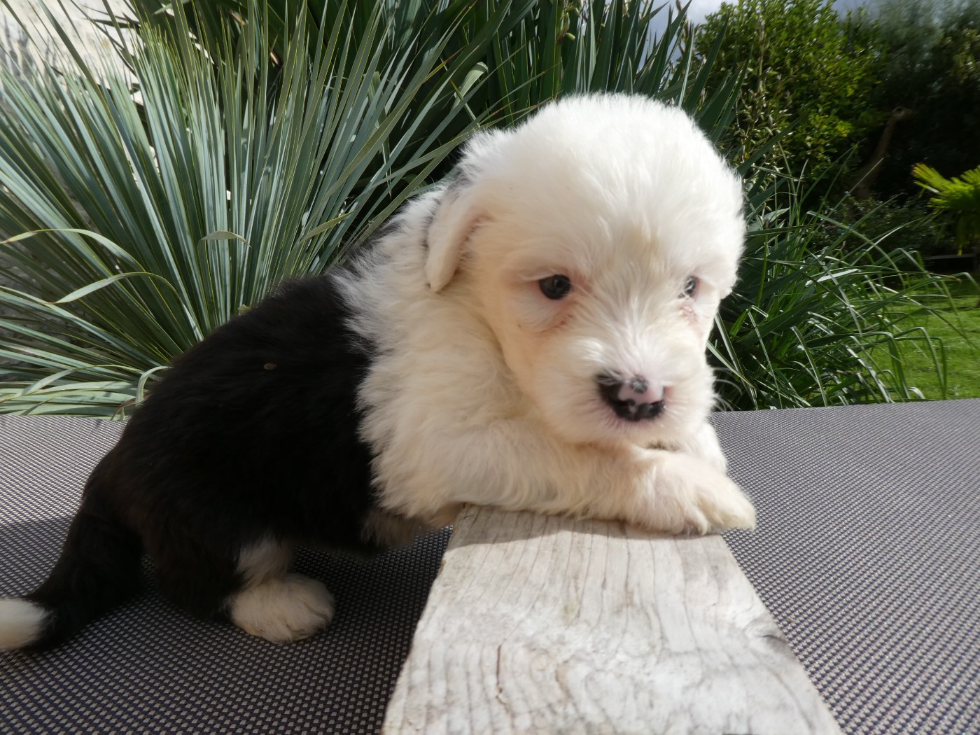 of Mary People - Chiots disponibles - Bobtail