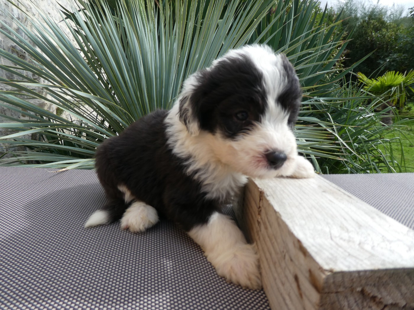 of Mary People - Chiots disponibles - Bobtail