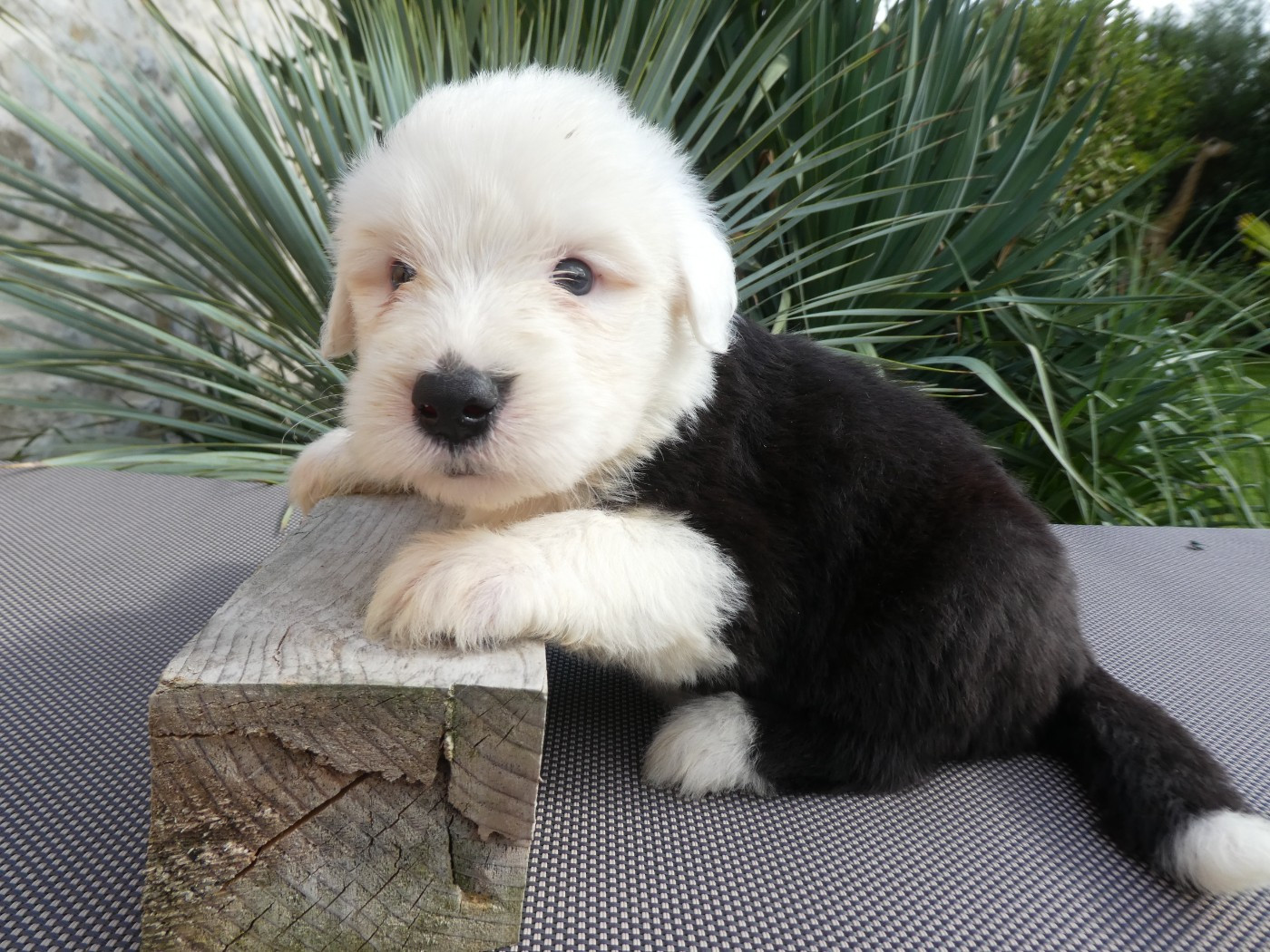 of Mary People - Chiots disponibles - Bobtail