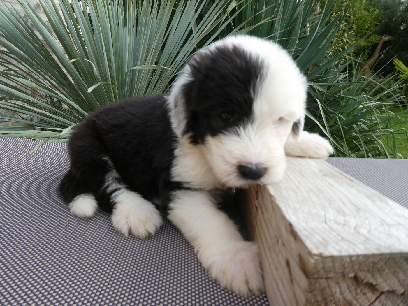 of Mary People - Chiots disponibles - Bobtail