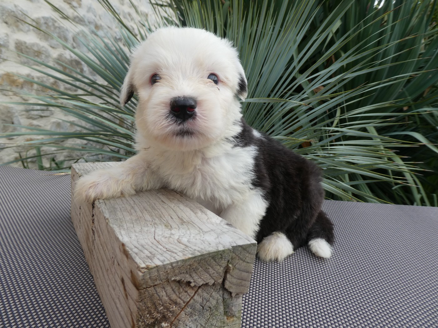 of Mary People - Chiots disponibles - Bobtail