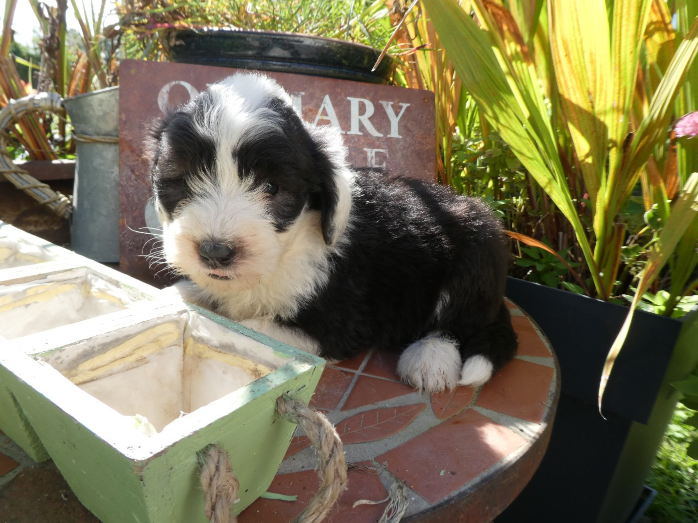 of Mary People - Chiots disponibles - Bobtail