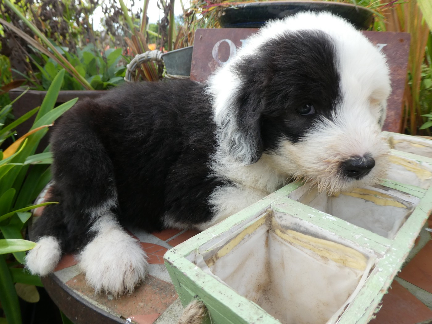 of Mary People - Chiots disponibles - Bobtail