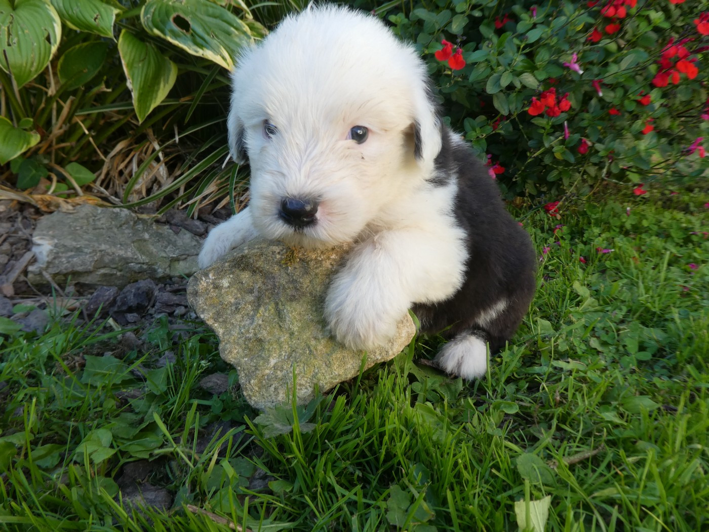of Mary People - Chiots disponibles - Bobtail