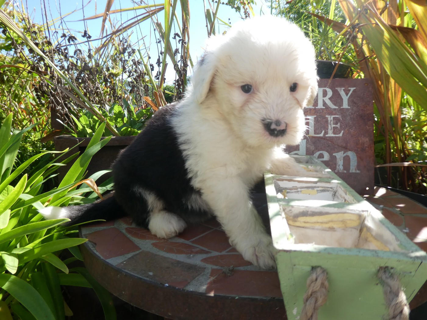 of Mary People - Chiots disponibles - Bobtail