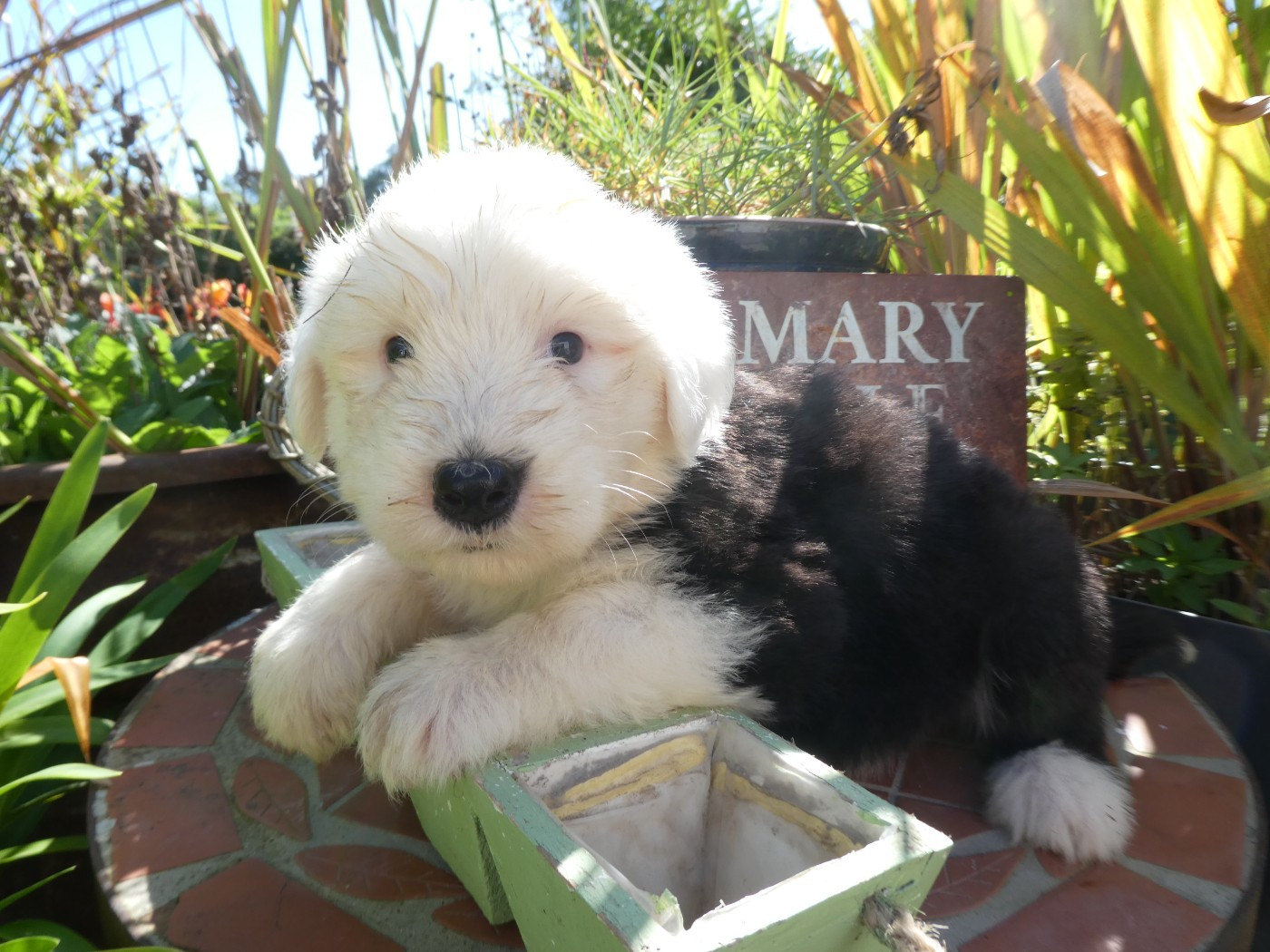 of Mary People - Chiots disponibles - Bobtail