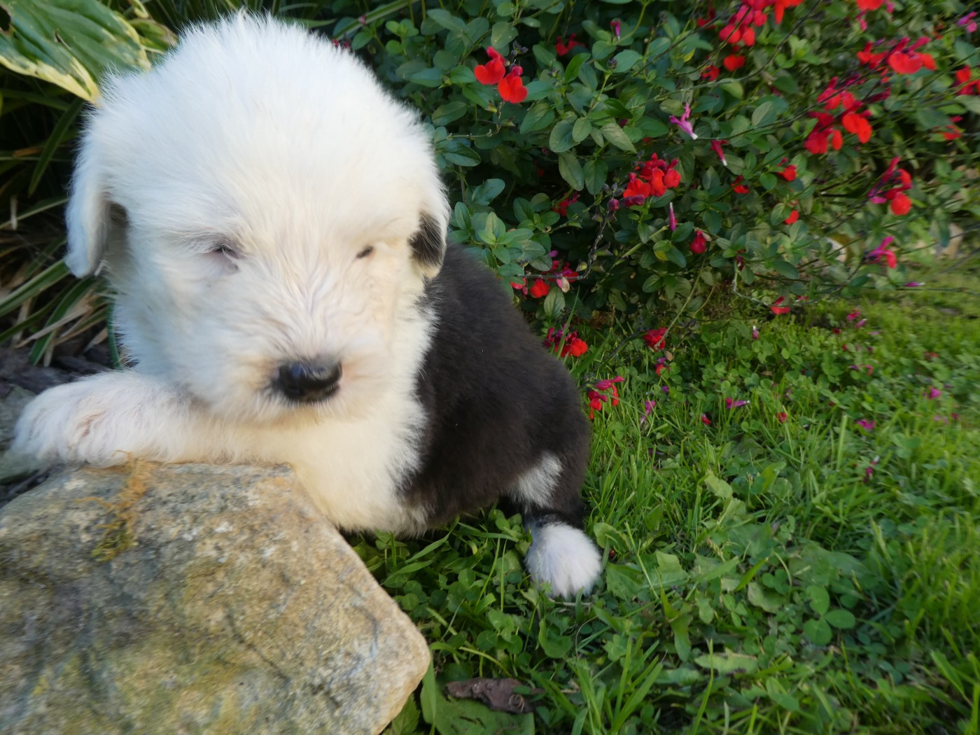 of Mary People - Chiots disponibles - Bobtail