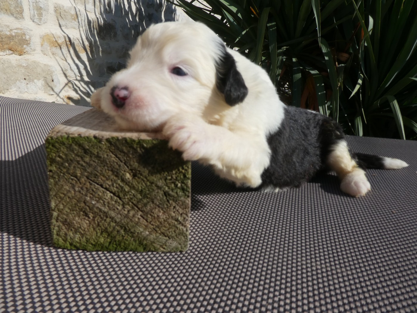 of Mary People - Chiots disponibles - Bobtail