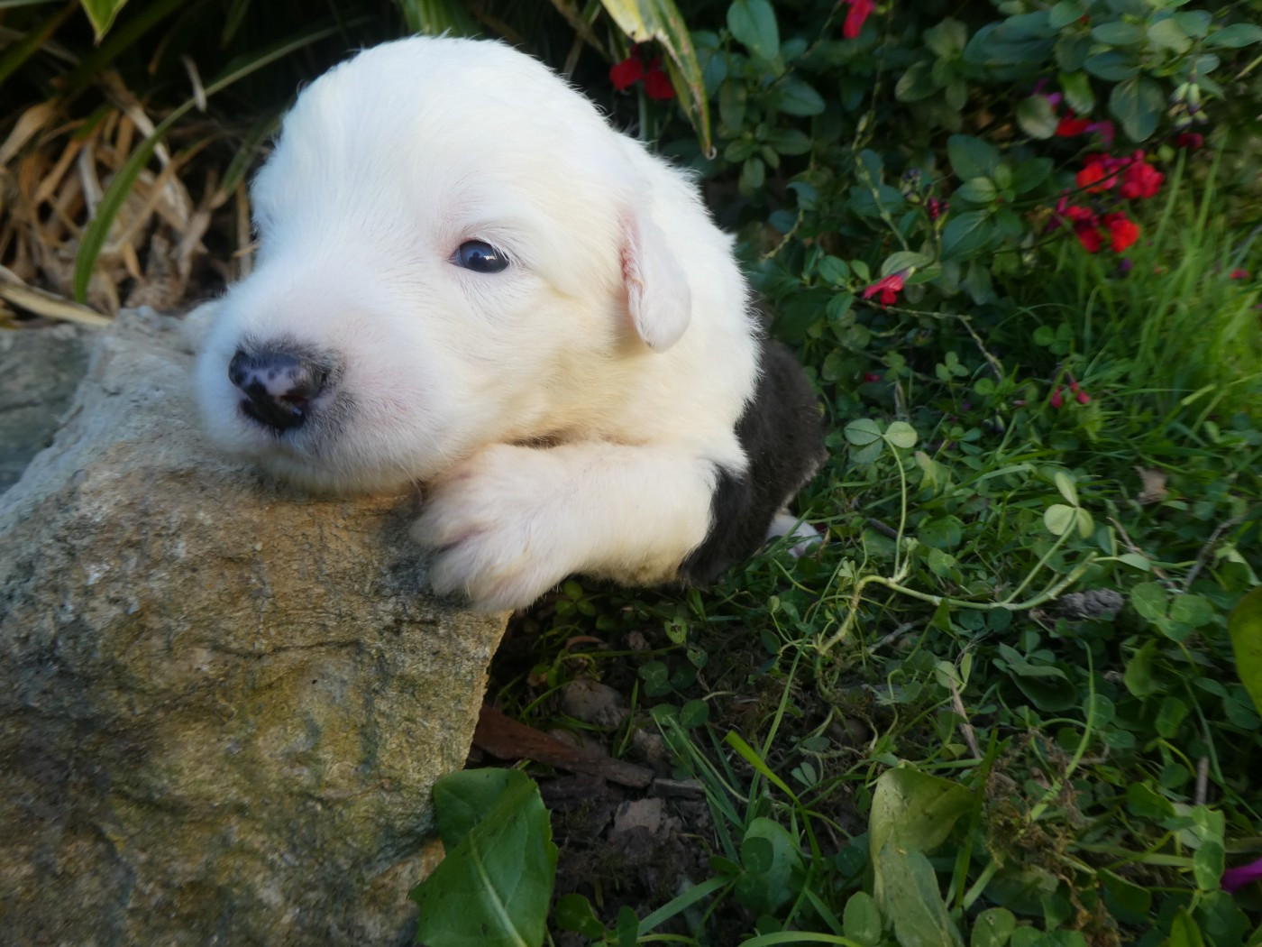 of Mary People - Chiots disponibles - Bobtail