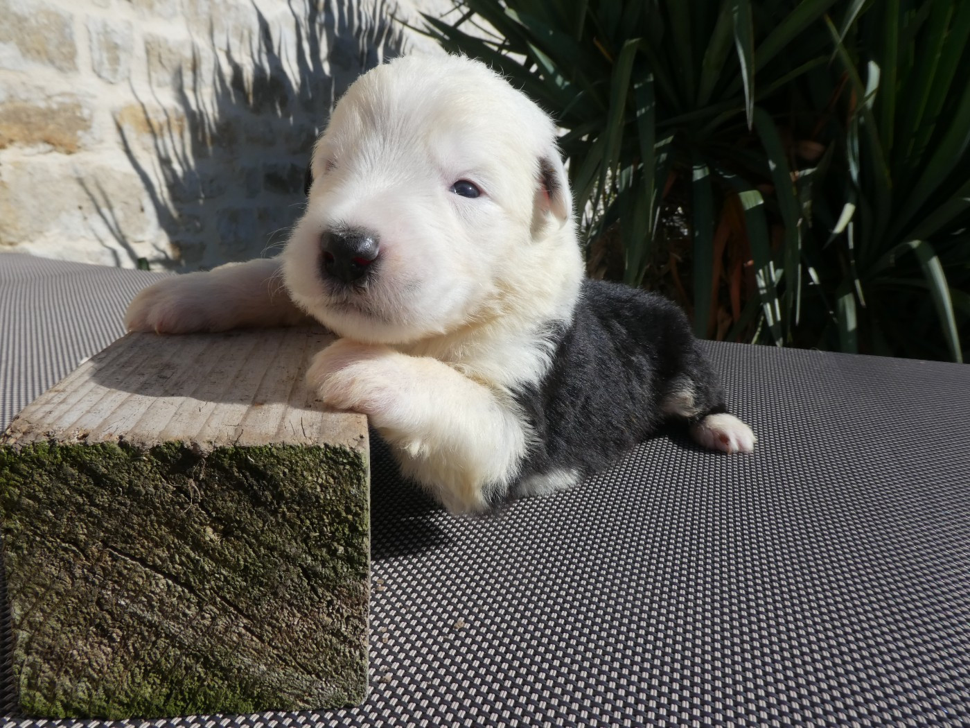 of Mary People - Chiots disponibles - Bobtail